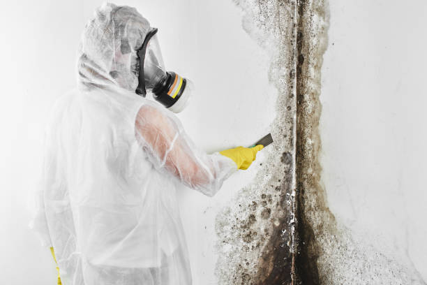 Best Emergency Mold Removal  in Media, PA