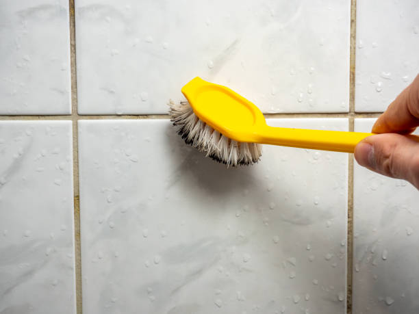 Trusted Media, PA Mold Removal Experts