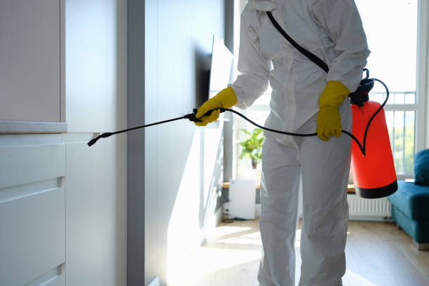 Best Black Mold Removal  in Media, PA