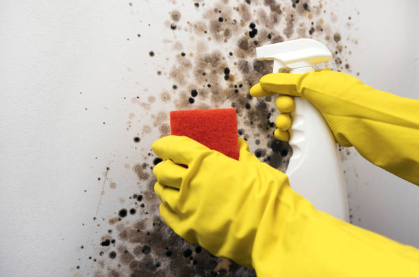 Best Commercial Mold Removal  in Media, PA