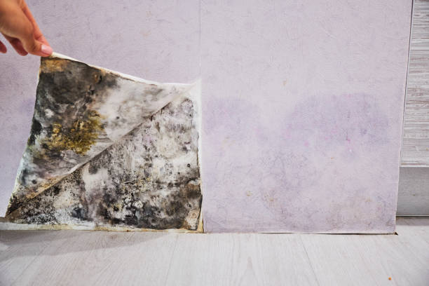 Best Certified Mold Removal  in Media, PA